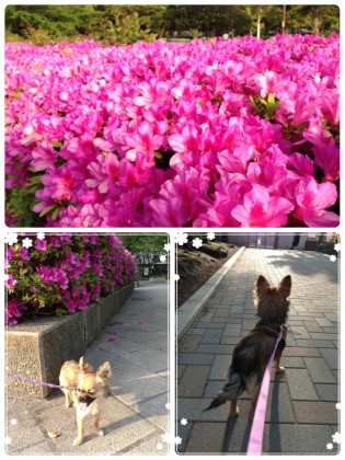 きなこちゃんと散歩