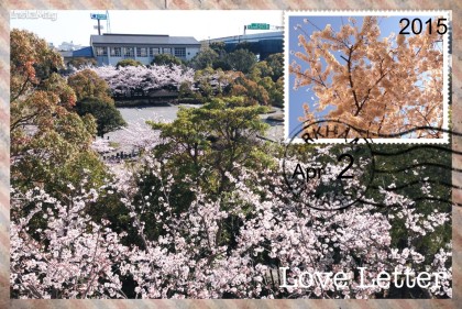 やまびこ公園の桜