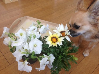 お花の匂いをかぐきーちゃん